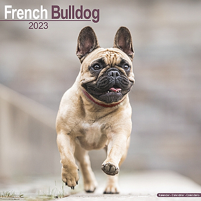 French Bulldog Calendar 2023 (Square)